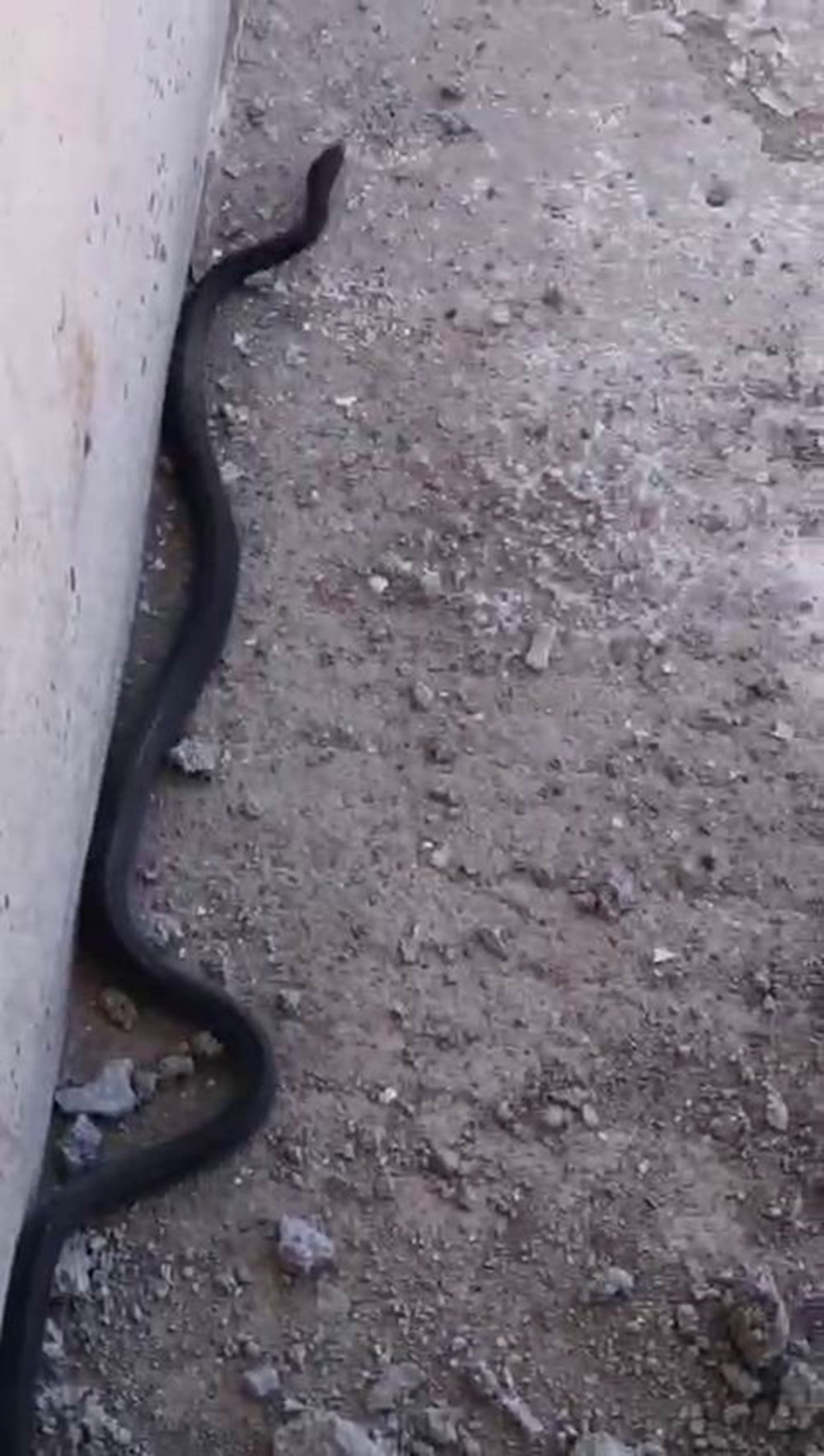 Boyu 3 metreyi aşıyor! İnşaat alanında görülen siyah yılan paniğe neden oldu - 2