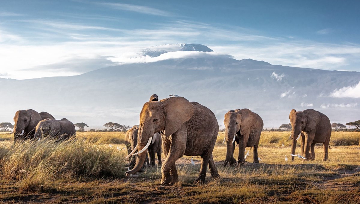 Afrika'nın en büyük doğal alanlarından Amboseli Milli Parkı'nda nesli tükenme tehlikesinde olan fillere isim verilecek