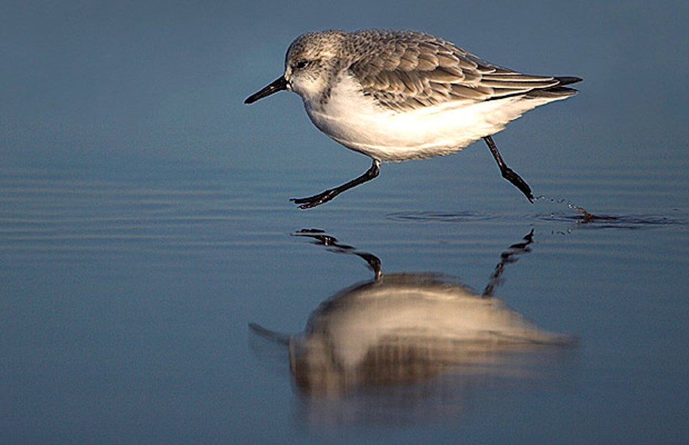 статуя на днепре. в. памятник на днепре редкая птица. (н. амурский кобчик птица.