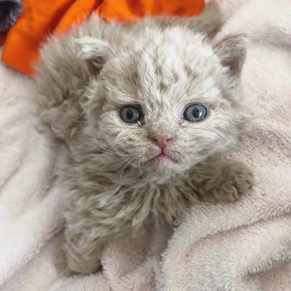 Kıvırcık tüylü Selkirk Rex kedileri Instagram�ın yeni fenomenleri