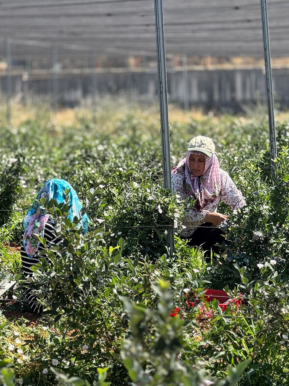 20'den fazla ülkeye ihraç ediliyor: 10-15 yıl önce dikildi, verimi arttı - 7