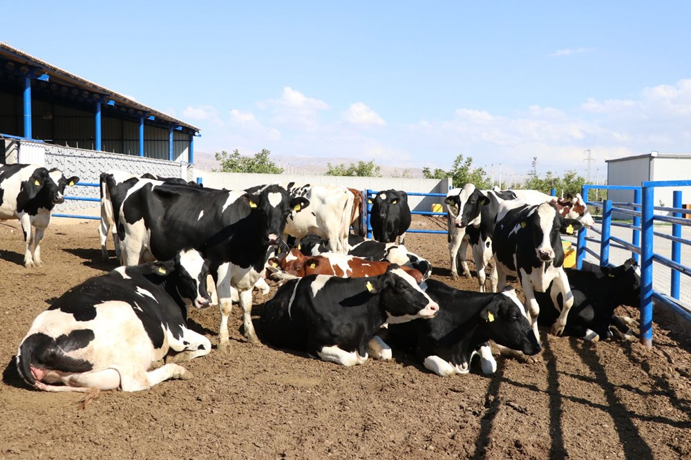 Niğde'de devlet desteğiyle 7,5 milyon liraya çiftlik kurdu - 4