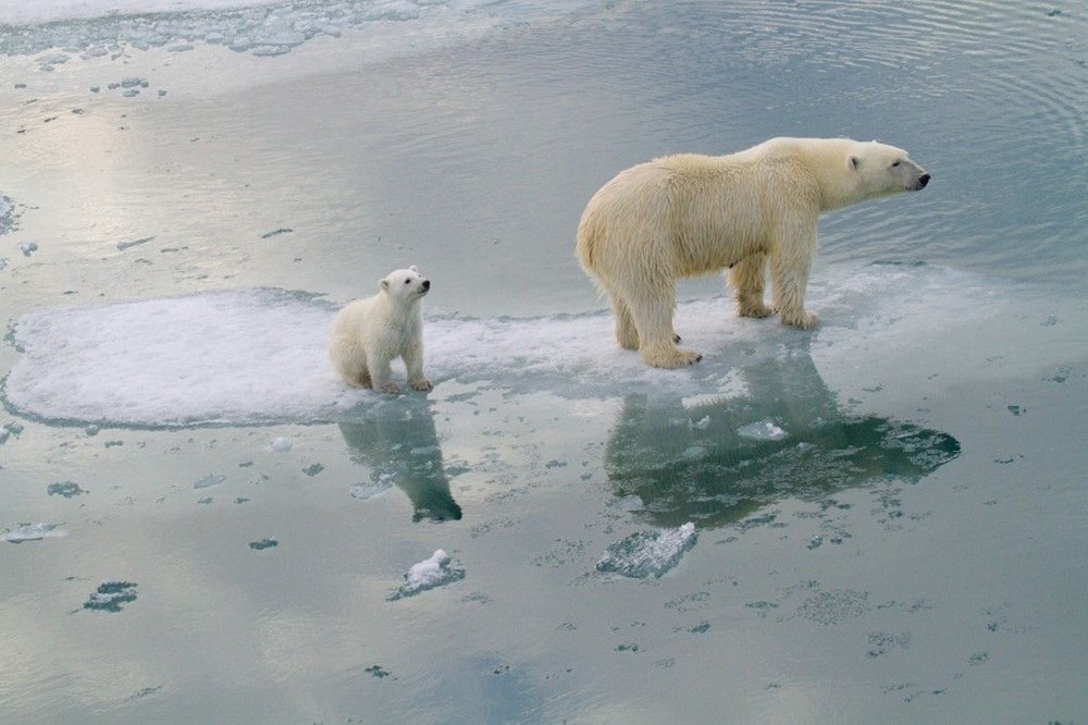 Kutup ayıları 22. yüzyılı göremeyecek - 4