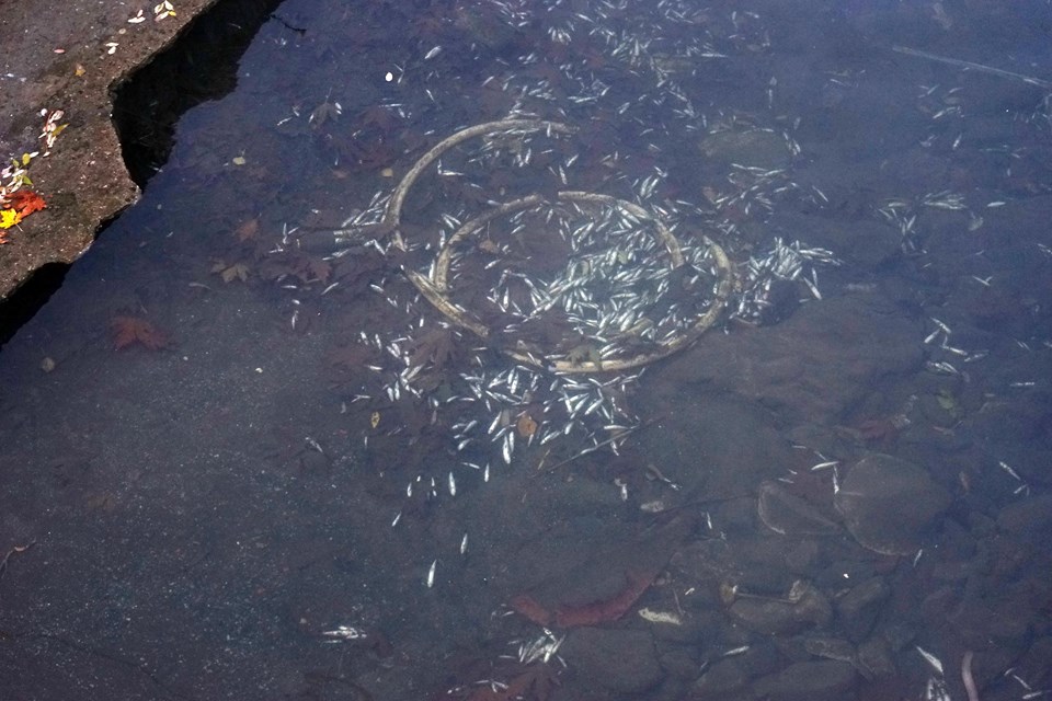 Balıkesir'de balık ölümleri yaşanan derede inceleme başlatıldı - 2