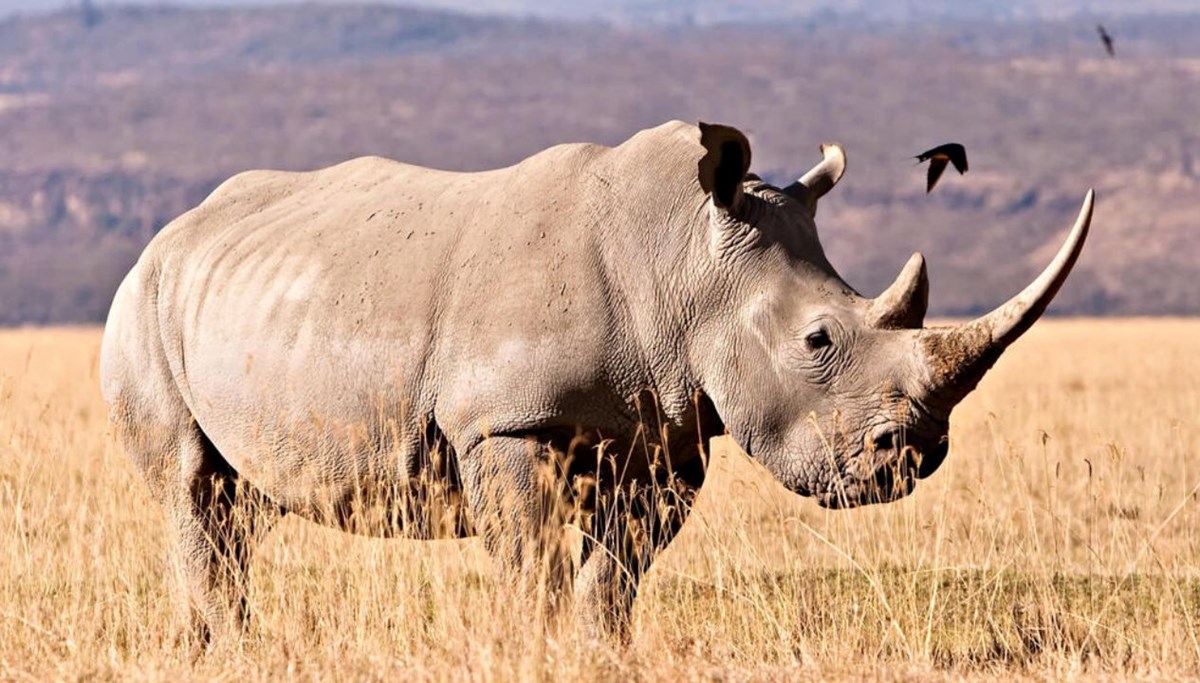 24 milyon yıllık fosillerden macromolecule  çıkarıldı