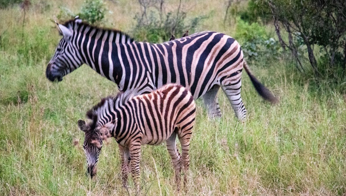 Kruger Ulusal Parkı 'Afrika'nın 5 büyükleri'ne ev sahipliği yapıyor