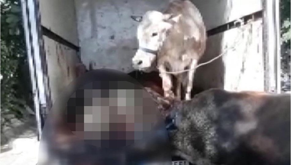 Kapalı kasa kamyonette havasız kalan kurbanlıklar öldü