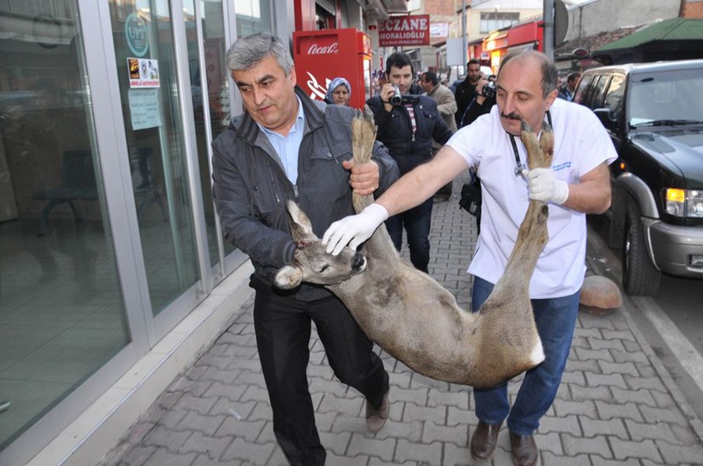 Yavru karaca tedavi edildi - 1