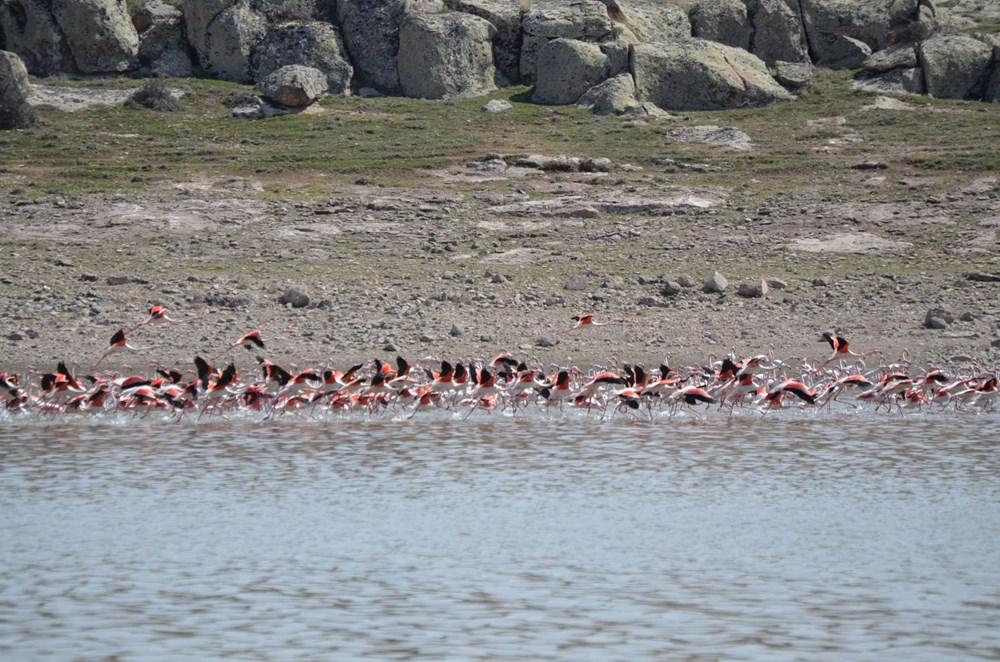 Flamingolar Tuz Gölü'ndeki evlerine geldi - 7