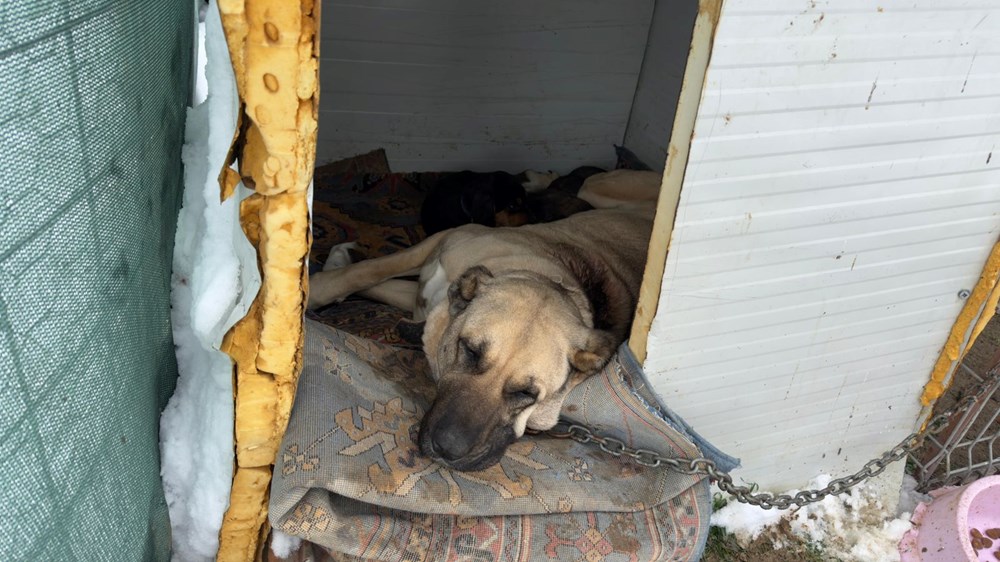 Yürek ısıtan anlar: Kangal köpeği, anneleri ölen 7 tavşanı emzirdi 76 r3LDlKOdVEWvYVJupYRUqQ