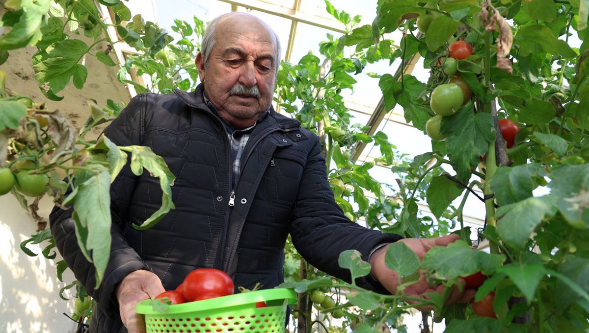 Evinin terasına sera kurdu: 4 mevsim sebze meyve yetiştiriyor