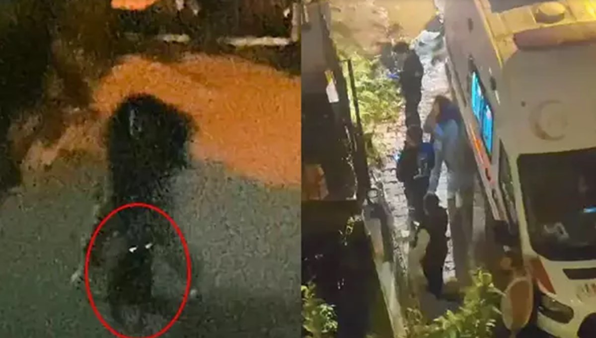 Beylikdüzü'nde pitbull gerginliği kamerada: 2 çocuk yaralandı Beylikdüzü'nde pitbull gerginliği kamerada: 2 çocuk yaralandı