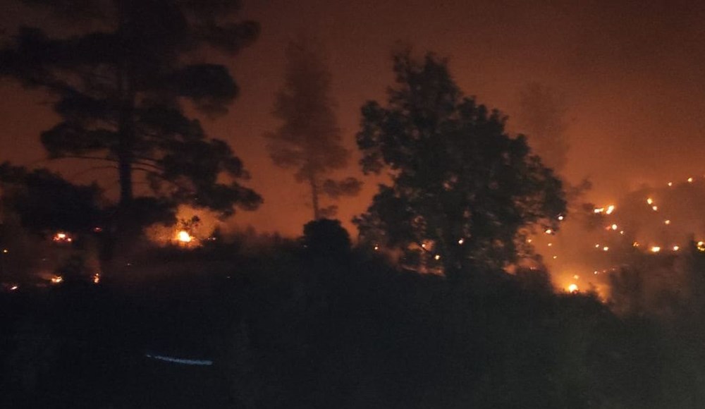 Yanan bölgelere hangi ağaç? Uzmanlar yanıtladı - 7