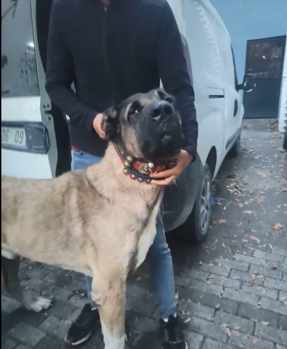 Sarıyer'de köpek dövüşüne 25 gözaltı - 1
