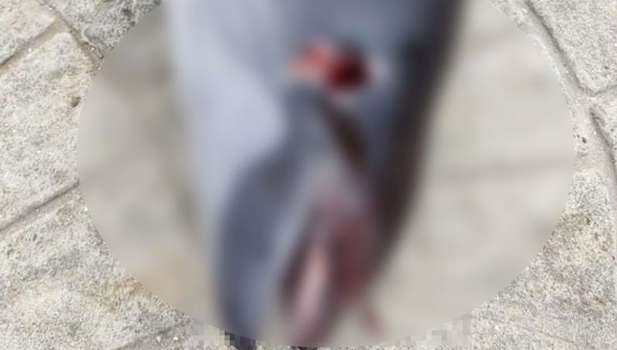 Vurulduğu iddia edilen ölü yunus sahile vurdu