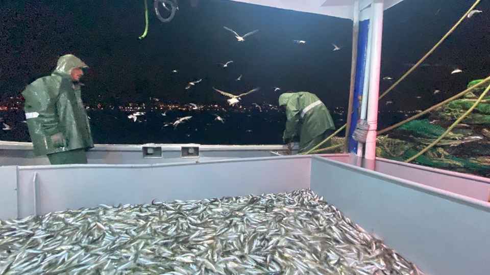 Marmara Denizi'nde balık avına denetim - 2