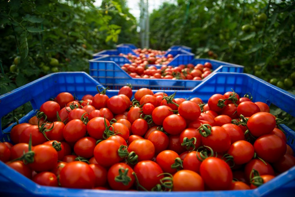 What happens to your body when you eat raw tomatoes? - 2