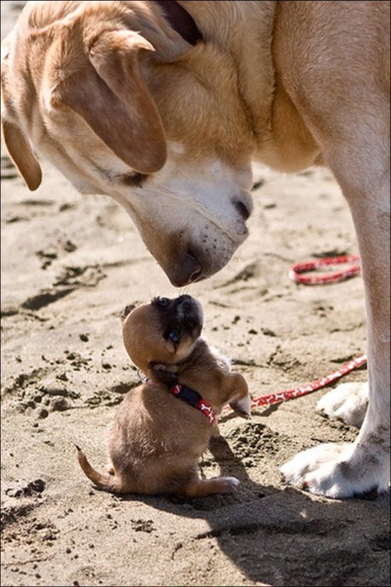 Huge Dog Knot