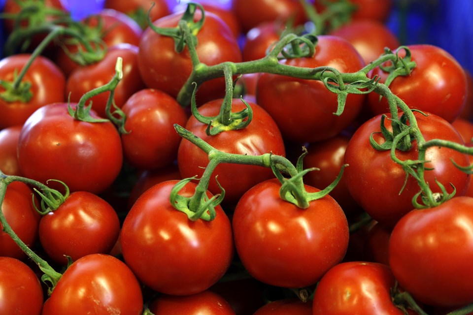 13 milyar liralık domates ekonomisi - 1