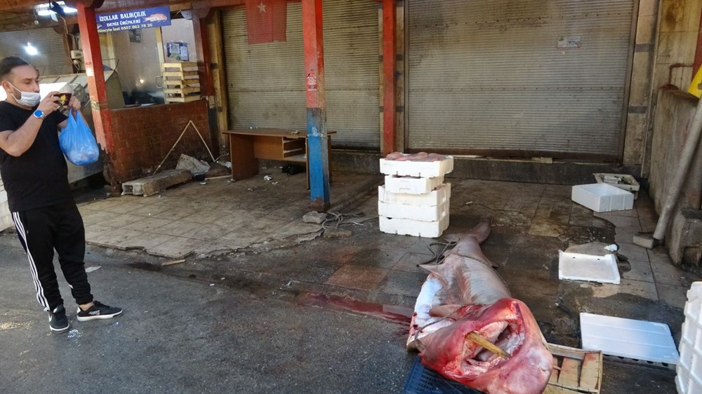 5 metre uzunluğunda ve 400 kilogram ağırlığında dev 'pamuk' cinsi köpek balığı yakaladı - 3