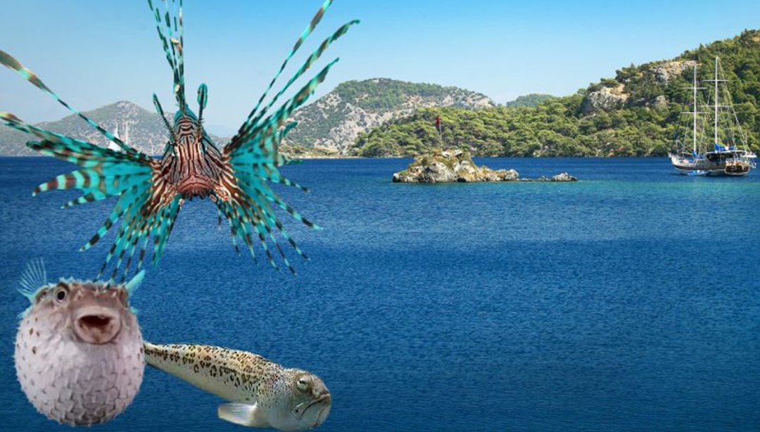 Türkiye’nin denizlerinde hangi zehirli balık türleri var?