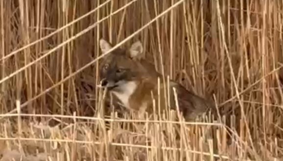 Sultan Sazlığı Milli Parkı’nda çakal görüntülendi