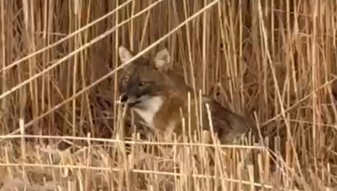 Sultan Sazlığı Milli Parkı’nda çakal görüntülendi