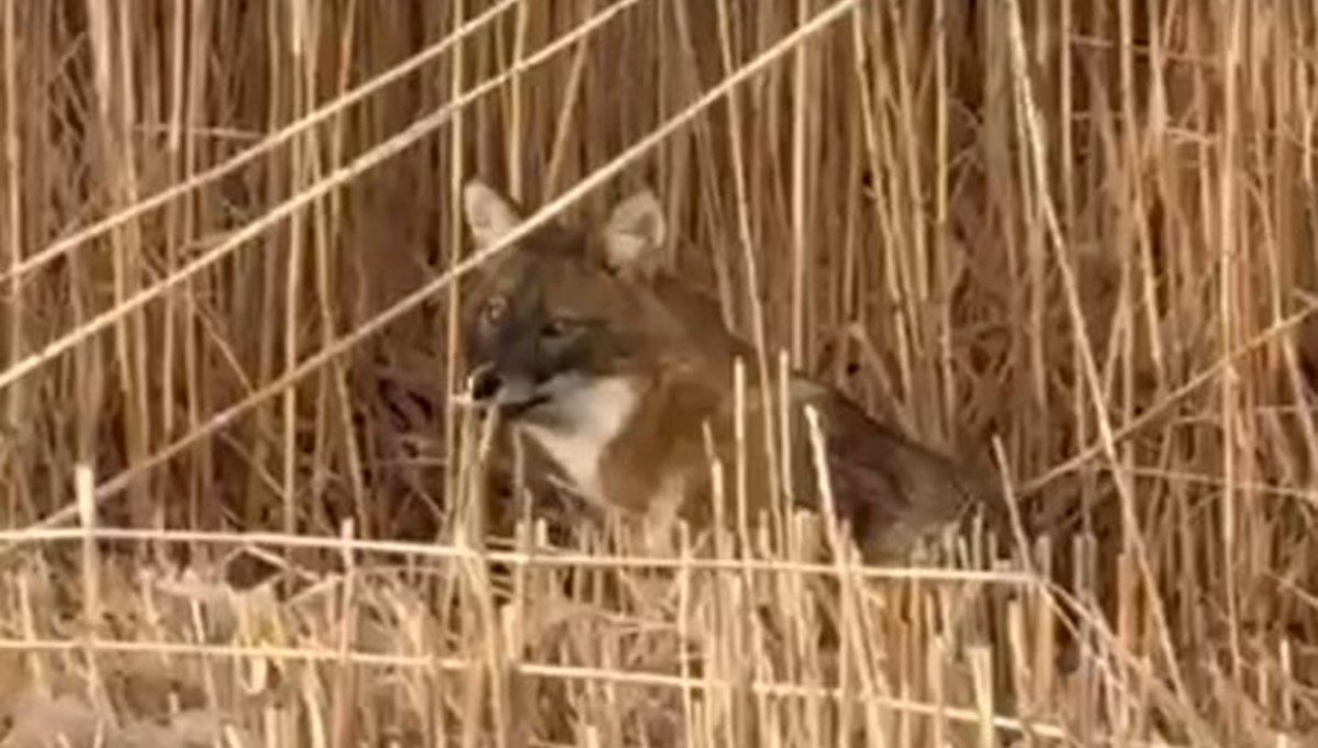 Sultan Sazlığı Milli Parkı’nda çakal görüntülendi