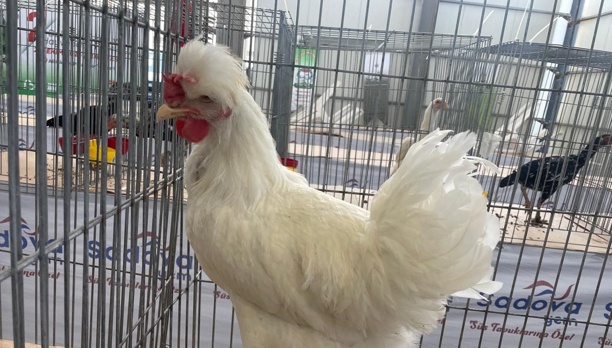 Karadeniz'in Gugullisi: Balıkesir'de ilgi odağı oldu