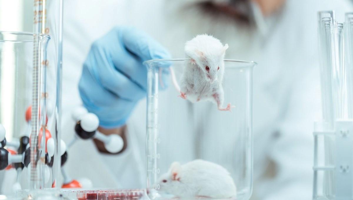 Çığır açacak gelişme: İnsan beyin hücreleri farelere nakledildi