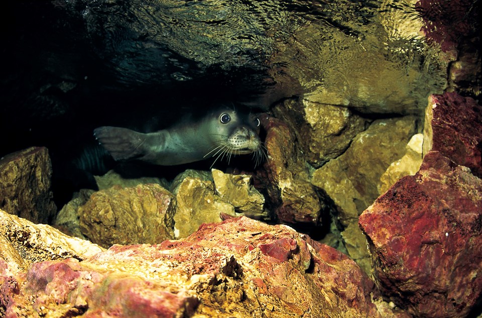 Akdeniz foklarının yaşam alanı mağaralar için 'tur' tepkisi - 2
