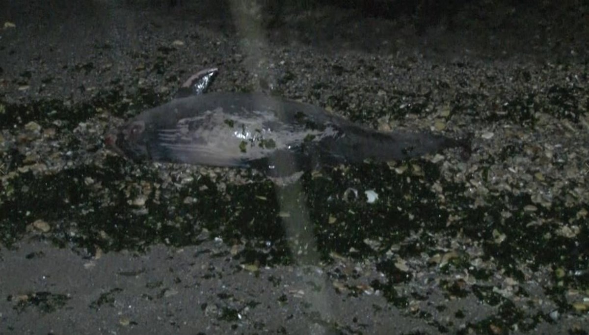 İstanbul Yeşilköy'de kıyıya ölü yunus vurdu