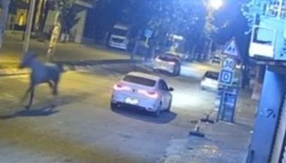 Adana'yı karıştıran at: Caddeyi birbirine kattı