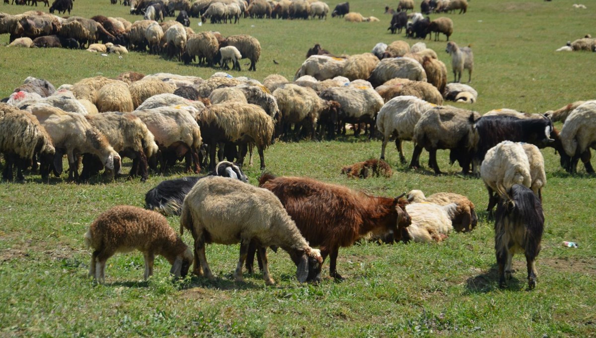 Muş'ta besicilerin yayla mesaisi