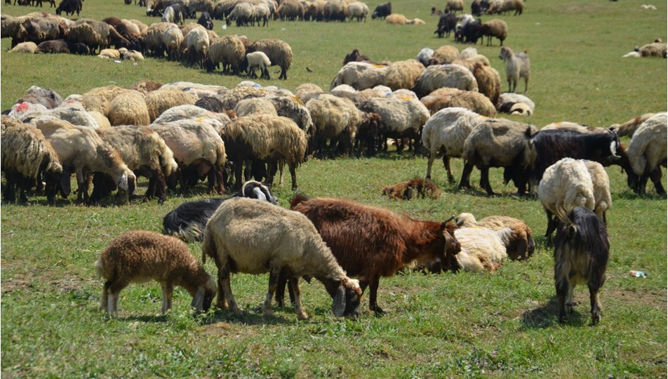 Besicilerin yayladaki mesaisi başladı