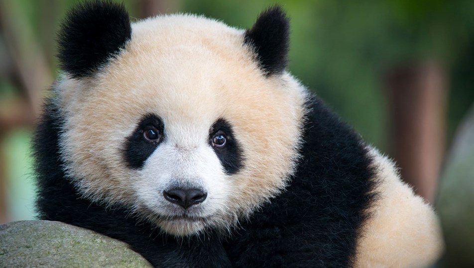 Çin ve ABD arasındaki "Panda diplomasisi" yeniden başlıyor