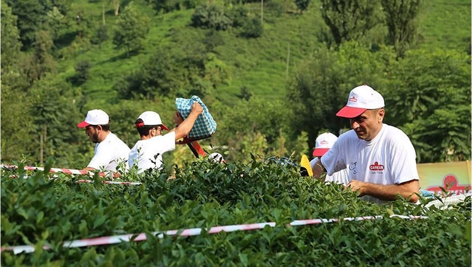 ÇAYKUR 1.500 işçi alımı başvuruları ne zaman başlayacak? Branş dağılımı belli oldu