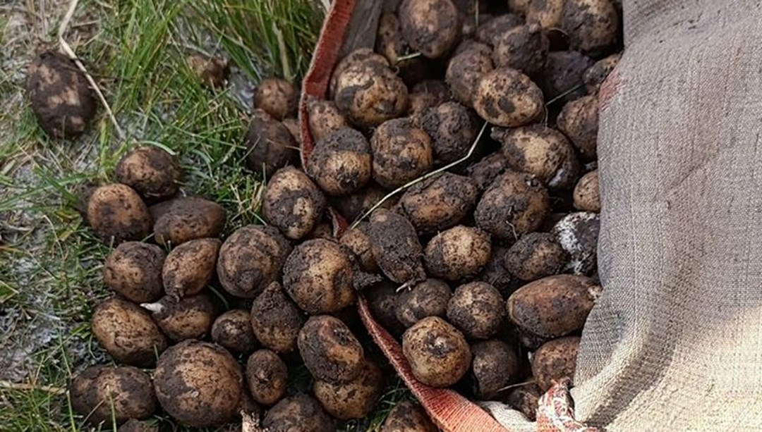 Muradiye’de toplanması yasak olan salep ele geçirildi