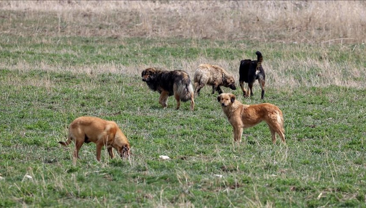 Sahipsiz köpekler hastanelik etti