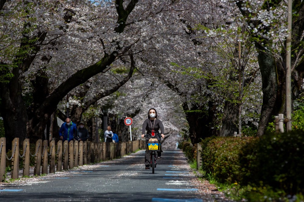 Sakura çiçekleri son bin 200 yıldır bu kadar erken açmadı: İklim değişikliği nedeniyle ekosistemler çökme noktasında - 3