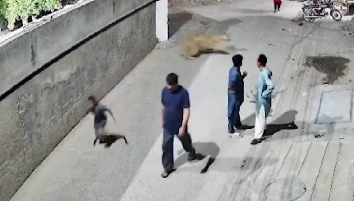 Pakistan'da kaçak aslan dehşeti