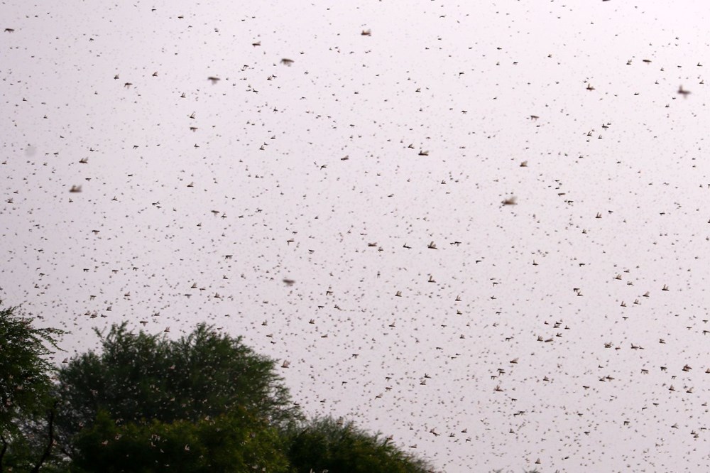 İstilacı çekirgeler ilerlemeye devam ediyor - 1
