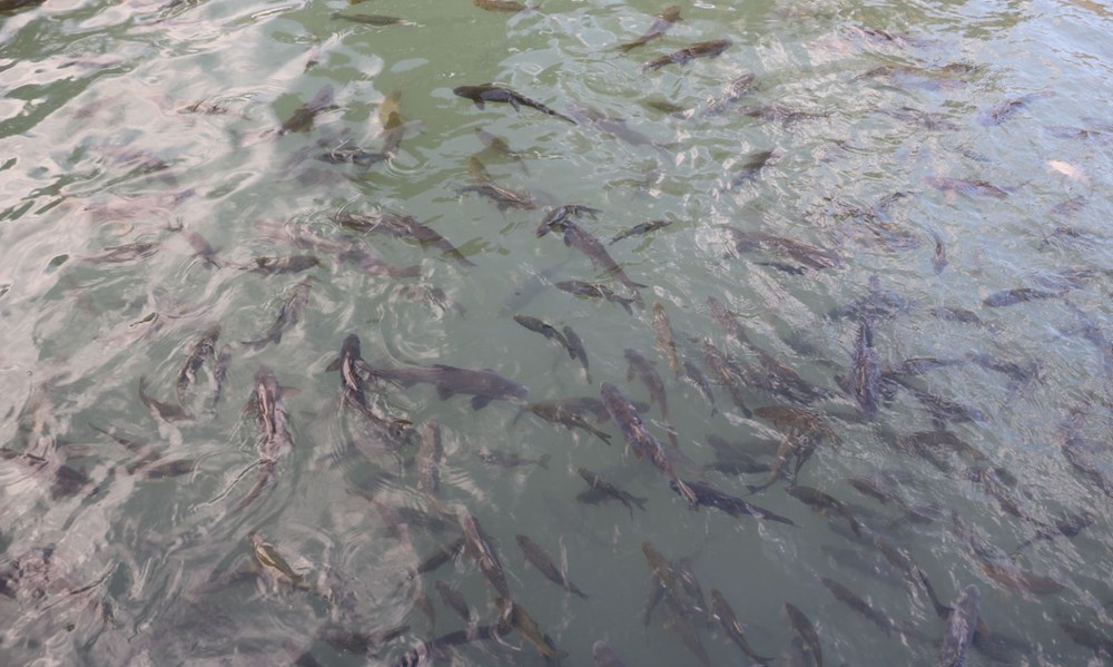Balıklıgöl'de balıklar yeniden ortaya çıktı - 5