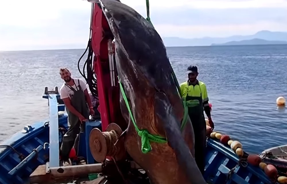 İspanya’da dev güneş balığı yakalandı: Boyu 3,2 metre, yaklaşık 2 ton ağırlığında - 3