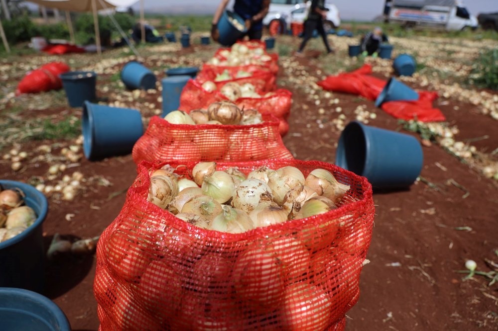 Hatay'da soğan hasadı başladı, rekolte çiftçinin yüzünü güldürdü: Tarlada kilosu 15-20 TL 75 rO83oYtFik6dDRrpv g5Cw