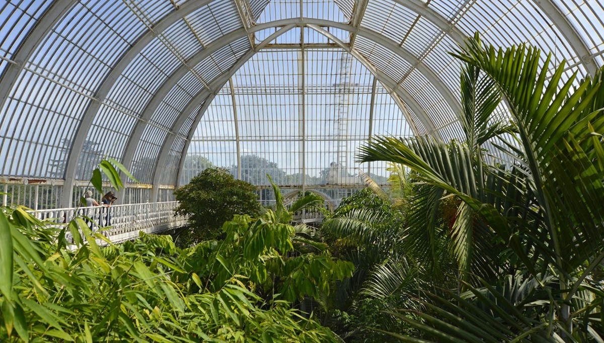 Londra'daki Kew Gardens, bitki biliminin ilkleri ve teklerine ev sahipliği yapıyor