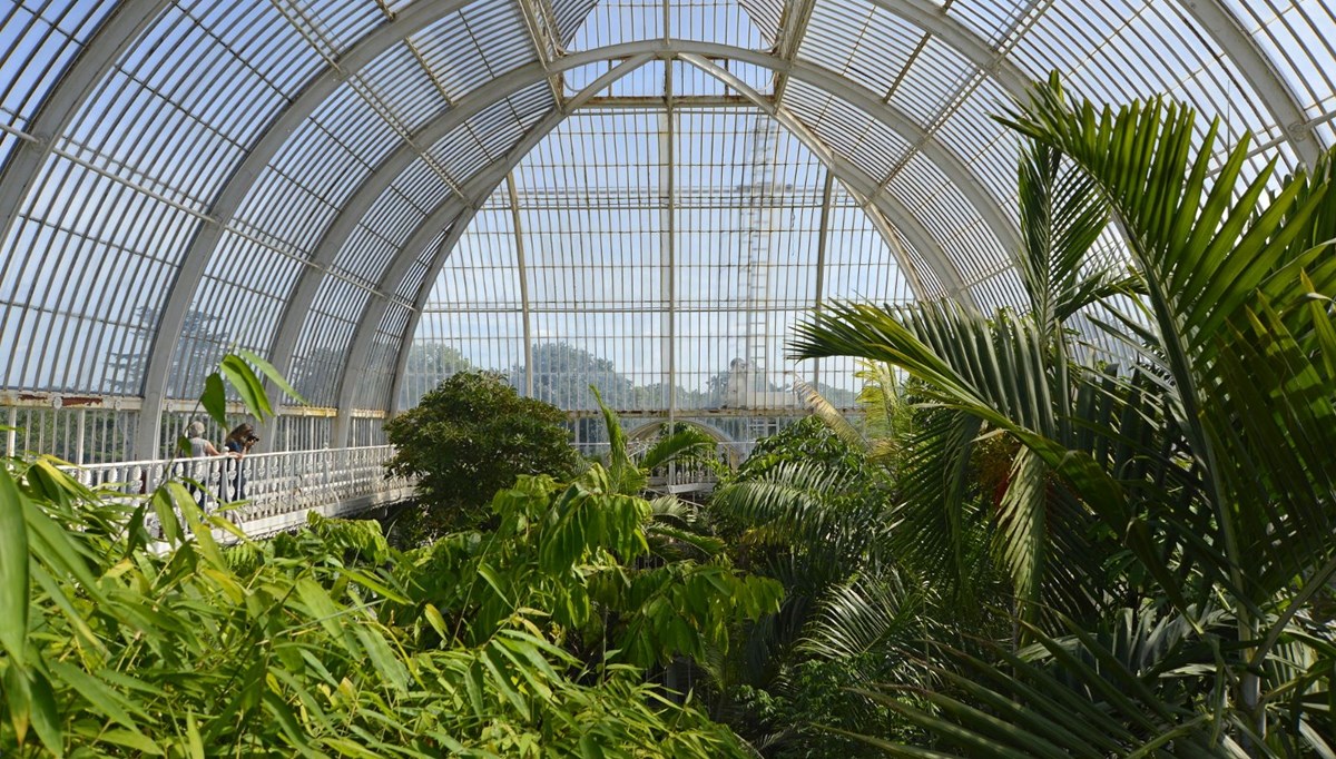 Londra'daki Kew Gardens, bitki biliminin ilkleri ve teklerine ev sahipliği yapıyor Londra'daki Kew Gardens, bitki biliminin ilkleri ve teklerine ev sahipliği yapıyor