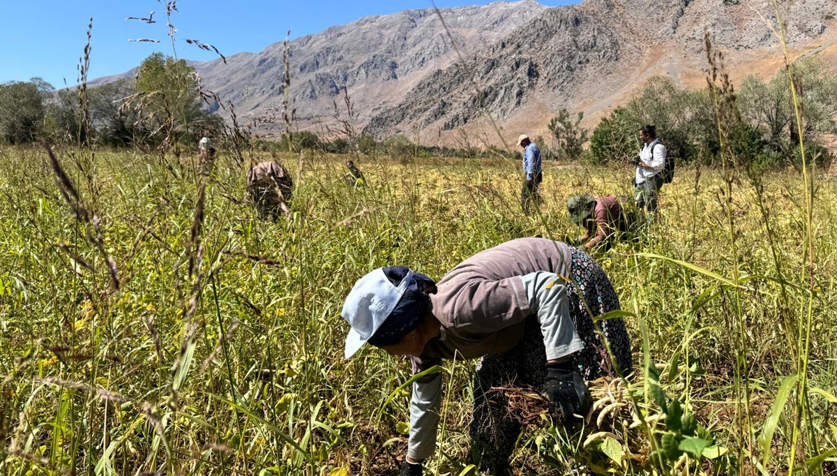 Tarladan sofraya geliyor: Kadınların el emeğiyle toplanmaya başladı