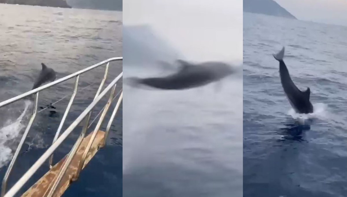 Balıkçı teknesiyle yüzen yunus gösteri yaptı