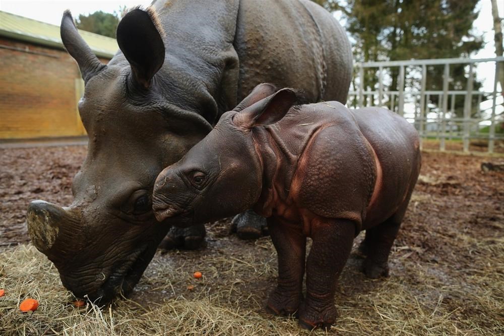 Gergedan Boynuzu Faydalari Nelerdir Gergedan Boynuzu Yorumlari